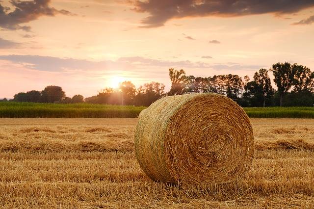2023甘肃麦种植补贴最新政策 2023年甘肃种植小麦有哪些补贴
